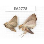 Moths sp. China, Guizhou, Bijie area, Dafang county. 2Pcs. EA2778.
