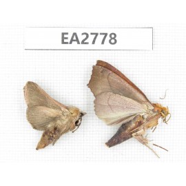 Moths sp. China, Guizhou, Bijie area, Dafang county. 2Pcs. EA2778.