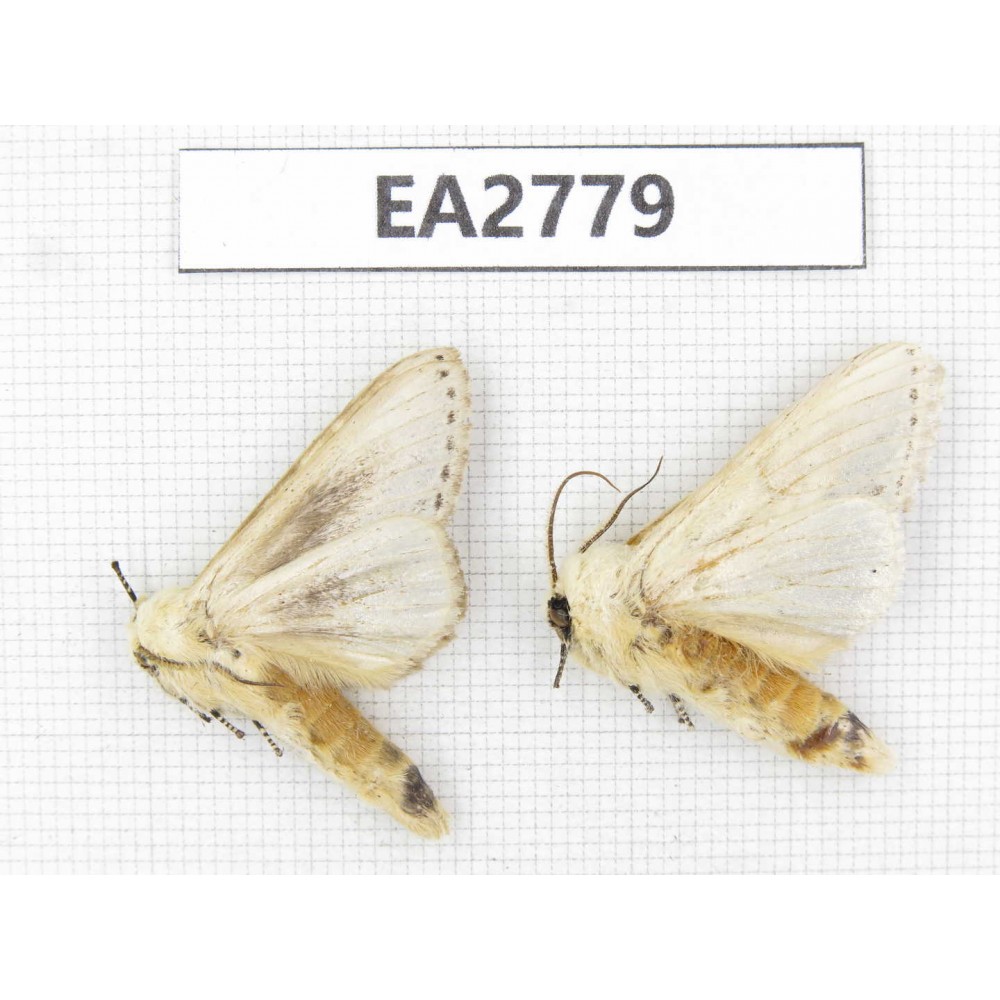 Moths sp. China, Guizhou, Bijie area, Dafang county. 2Pcs. EA2779.