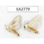 Moths sp. China, Guizhou, Bijie area, Dafang county. 2Pcs. EA2779.
