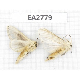 Moths sp. China, Guizhou, Bijie area, Dafang county. 2Pcs. EA2779.