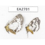 Moths sp. China, Guizhou, Bijie area, Dafang county. 2Pcs. EA2781.