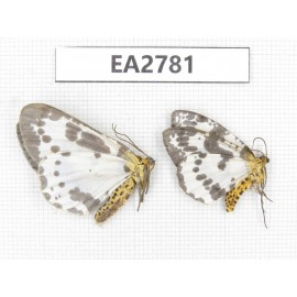 Moths sp. China, Guizhou, Bijie area, Dafang county. 2Pcs. EA2781.