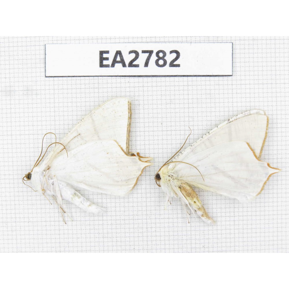 Geometridae sp. China, Guizhou, Bijie area, Dafang county. 2Pcs. EA2782.