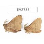 Moths sp. China, Guizhou, Bijie area, Dafang county. 2Pcs. EA2783.