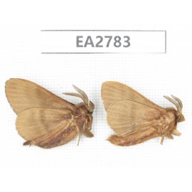 Moths sp. China, Guizhou, Bijie area, Dafang county. 2Pcs. EA2783.