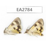 Noctuidae sp. China, Guizhou, Bijie area, Dafang county. 2Pcs. EA2784.