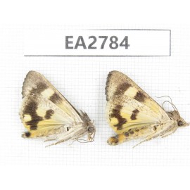Noctuidae sp. China, Guizhou, Bijie area, Dafang county. 2Pcs. EA2784.