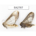 Moths sp. China, Guizhou, Bijie area, Dafang county. 2Pcs. EA2787.