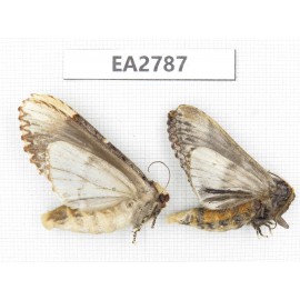 Moths sp. China, Guizhou, Bijie area, Dafang county. 2Pcs. EA2787.