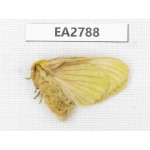 Moths sp. China, Guizhou, Bijie area, Dafang county. 1Pcs. EA2788.