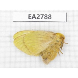 Moths sp. China, Guizhou, Bijie area, Dafang county. 1Pcs. EA2788.