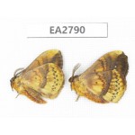 Moths sp. China, Guizhou, Bijie area, Dafang county. 2Pcs. EA2790.