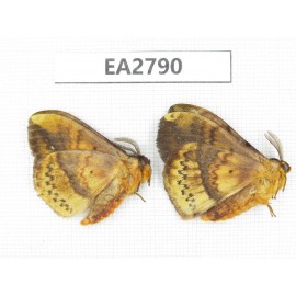 Moths sp. China, Guizhou, Bijie area, Dafang county. 2Pcs. EA2790.