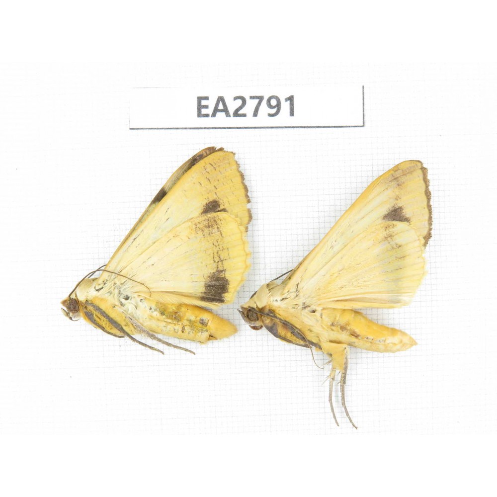 Moths sp. China, Guizhou, Bijie area, Dafang county. 2Pcs. EA2791.