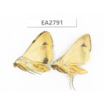 Moths sp. China, Guizhou, Bijie area, Dafang county. 2Pcs. EA2791.