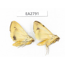 Moths sp. China, Guizhou, Bijie area, Dafang county. 2Pcs. EA2791.