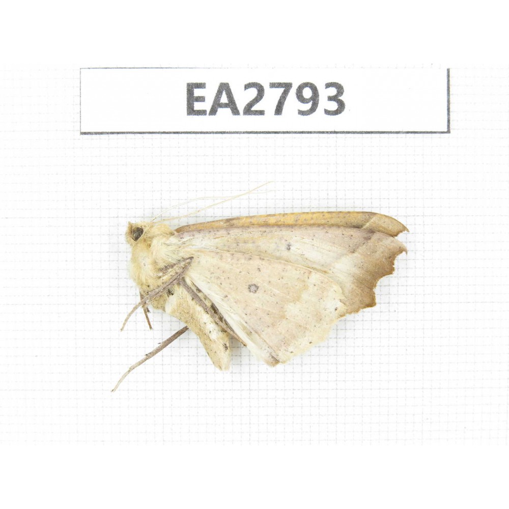 Moths sp. China, Guizhou, Bijie area, Dafang county. 1Pcs. EA2793.