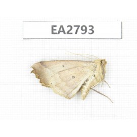 Moths sp. China, Guizhou, Bijie area, Dafang county. 1Pcs. EA2793.