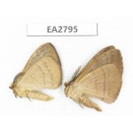Moths sp. China, Guizhou, Bijie area, Dafang county. 2Pcs. EA2795.