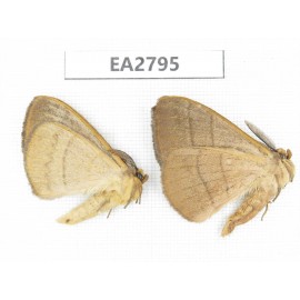 Moths sp. China, Guizhou, Bijie area, Dafang county. 2Pcs. EA2795.