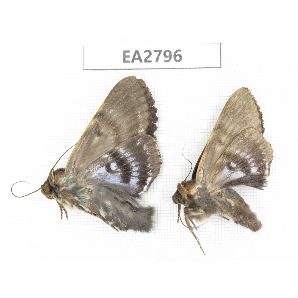 Noctuidae sp. China, Guizhou, Bijie area, Dafang county. 2Pcs. EA2796.