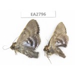 Noctuidae sp. China, Guizhou, Bijie area, Dafang county. 2Pcs. EA2796.