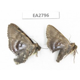 Noctuidae sp. China, Guizhou, Bijie area, Dafang county. 2Pcs. EA2796.