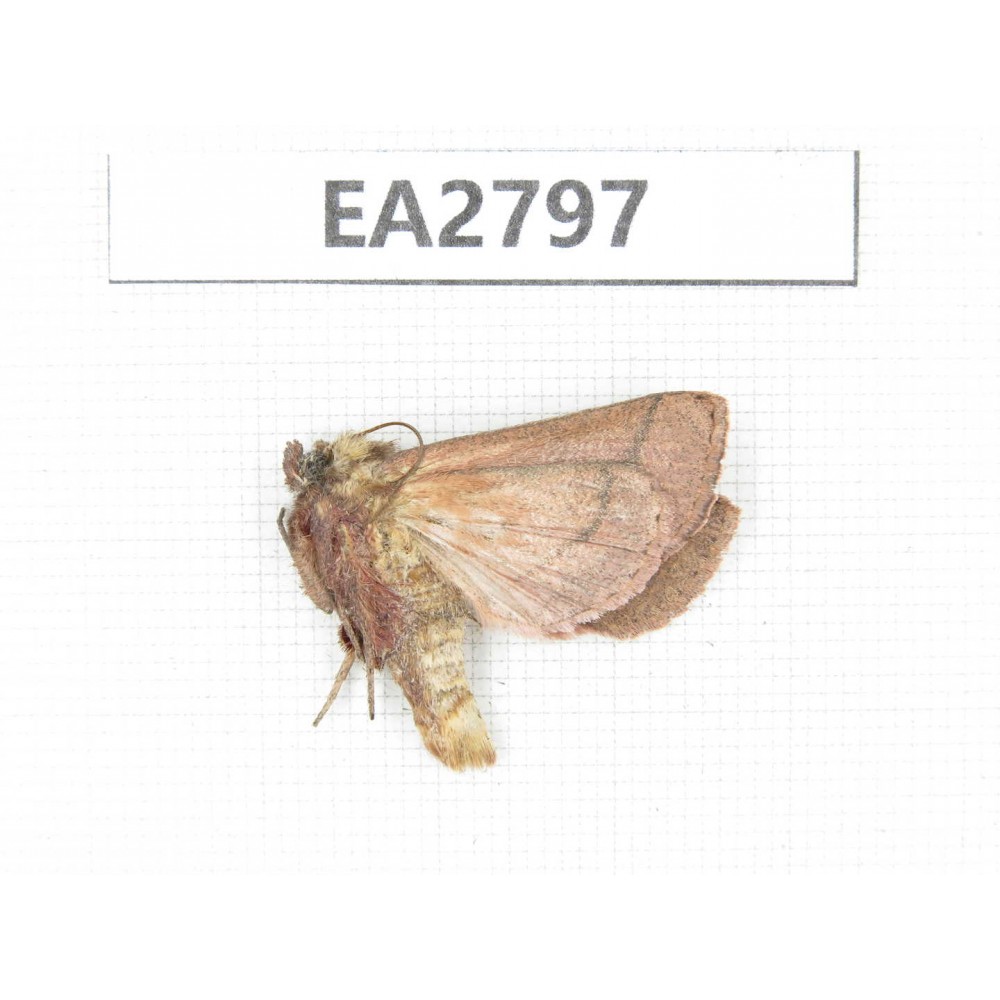 Moths sp. China, Guizhou, Bijie area, Dafang county. 1Pcs. EA2797.