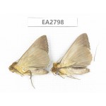 Moths sp. China, Guizhou, Bijie area, Dafang county. 2Pcs. EA2798.