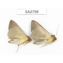 Moths sp. China, Guizhou, Bijie area, Dafang county. 2Pcs. EA2798.