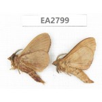 Moths sp. China, Guizhou, Bijie area, Dafang county. 2Pcs. EA2799.