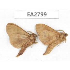 Moths sp. China, Guizhou, Bijie area, Dafang county. 2Pcs. EA2799.