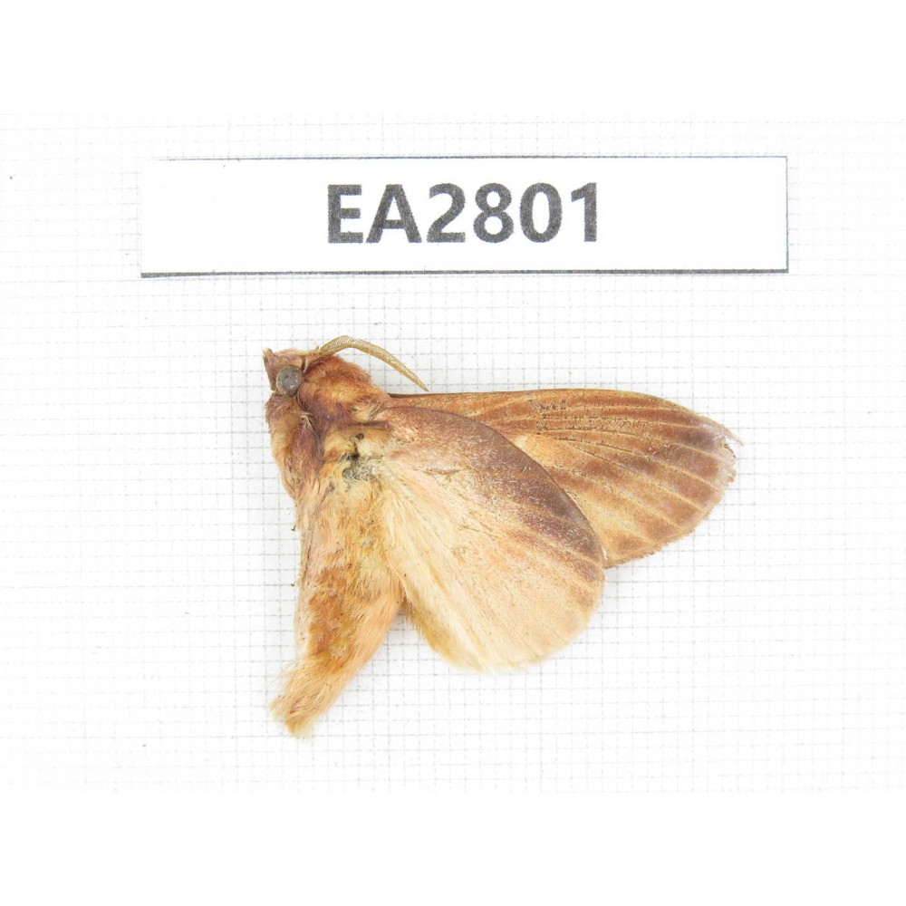 Moths sp. China, Guizhou, Bijie area, Dafang county. 1Pcs. EA2801.