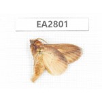 Moths sp. China, Guizhou, Bijie area, Dafang county. 1Pcs. EA2801.