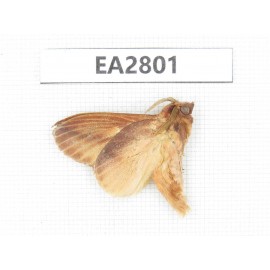 Moths sp. China, Guizhou, Bijie area, Dafang county. 1Pcs. EA2801.