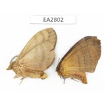 Moths sp. China, Guizhou, Bijie area, Dafang county. 2Pcs. EA2802.