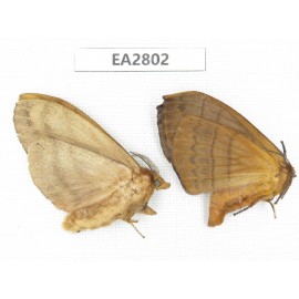 Moths sp. China, Guizhou, Bijie area, Dafang county. 2Pcs. EA2802.