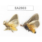 Moths sp. China, Guizhou, Bijie area, Dafang county. 2Pcs. EA2803.