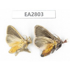 Moths sp. China, Guizhou, Bijie area, Dafang county. 2Pcs. EA2803.