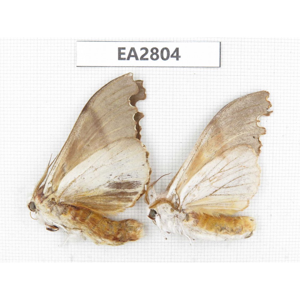 Moths sp. China, Guizhou, Bijie area, Dafang county. 2Pcs. EA2804.