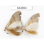 Moths sp. China, Guizhou, Bijie area, Dafang county. 2Pcs. EA2804.