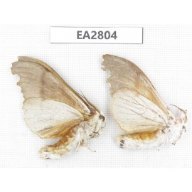 Moths sp. China, Guizhou, Bijie area, Dafang county. 2Pcs. EA2804.