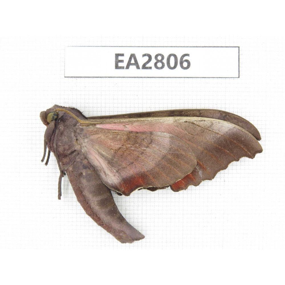 Sphingidae sp. China, Guizhou, Bijie area, Dafang county.1Pcs. EA2806.