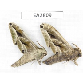 Sphingidae sp. China, Guizhou, Bijie area, Dafang county.2Pcs. EA2809.
