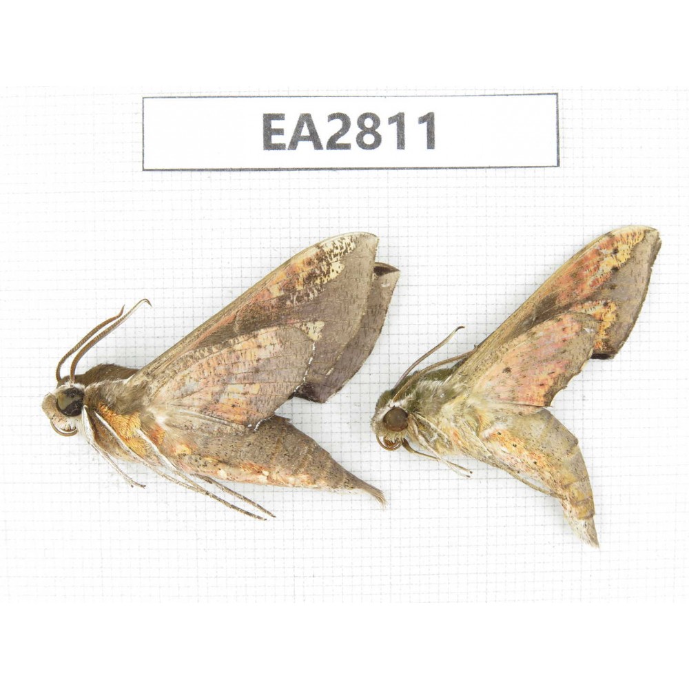 Sphingidae sp. China, Guizhou, Bijie area, Dafang county.2Pcs. EA2811.