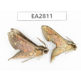 Sphingidae sp. China, Guizhou, Bijie area, Dafang county.2Pcs. EA2811.