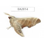 Sphingidae sp. China, Guizhou, Bijie area, Dafang county.1Pcs. EA2814.
