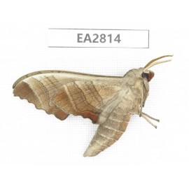 Sphingidae sp. China, Guizhou, Bijie area, Dafang county.1Pcs. EA2814.