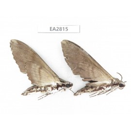 Sphingidae sp. China, Guizhou, Bijie area, Dafang county.2Pcs. EA2815.